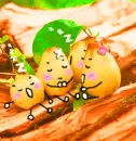 LIL PEARS