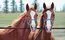 mare and colt
