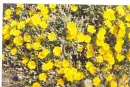 flores portuguesas
