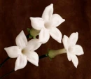 white flowers