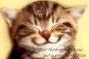 Cat smile