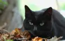 Black Cat 