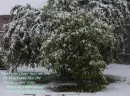 Frozen heart in winter