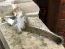 drunk squirrle
