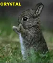 Crystal---Bunny