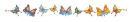 butterflies