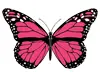 pink butterfly