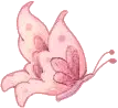 pink butterfly
