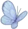 blue butterfly