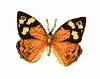 orange butterfly