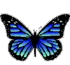 blue butterfly