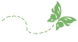 Green Butterfly