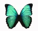 Seagreen Butterfly