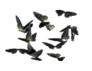 butterflies