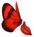 butterfly kiss