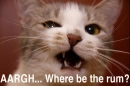 pirate cat