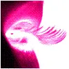 Pink eyes