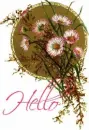 Hello