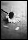 Fallen Petals
