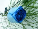 ART ROSE