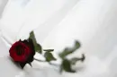 ART ROSE