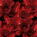 red roses