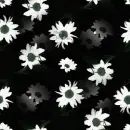 daisies
