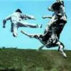 Cow Fight
