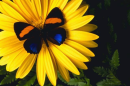 butterfly Daisy