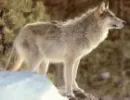 Artic wolf
