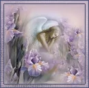 iris angel