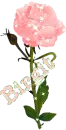 Birgit-Pink Rose