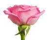Pink Rose