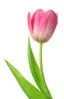 Pink Tulip