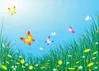 Butterfly Glen