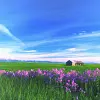 purple flowers
