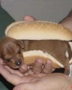 Hot dog