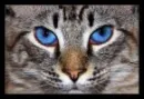 Cat With Shiny Blue Eyes
