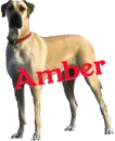 Amber - Great Dane