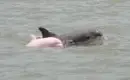 dolphin and pink dolphin