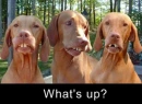what's up