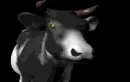 3d cow