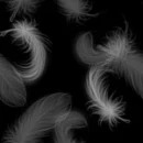 white feathers