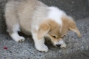 Doggy