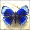 Blue Butterfly