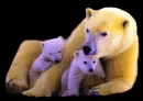 Polar bears, mommy and babies