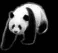 Panda Bear