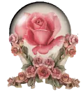 pink rose