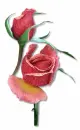 beautiful rose