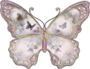 btterfly